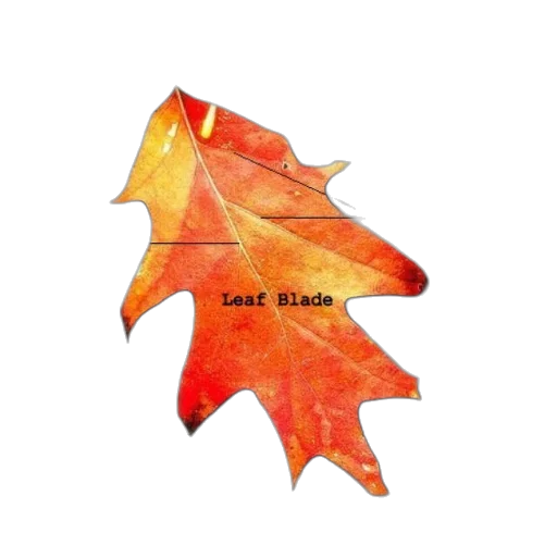 crown, watercolor, fantasy art, photorealistic transparent PNG cut-out