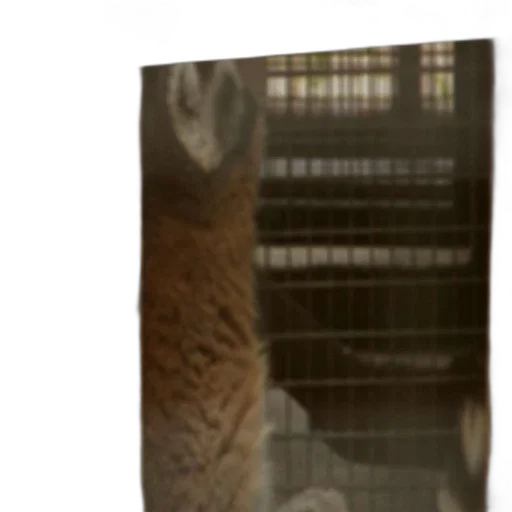 animal, creature, staff, weapon transparent PNG cut-out