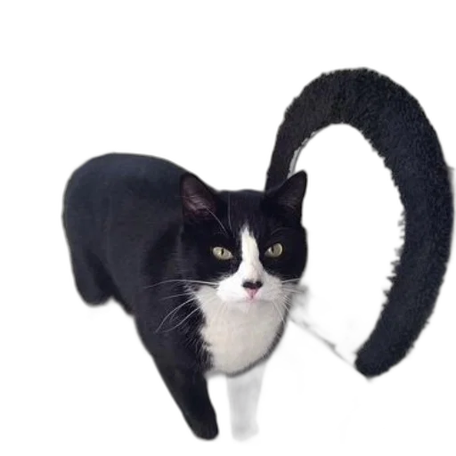 hat, animal, staff, creature transparent PNG cut-out