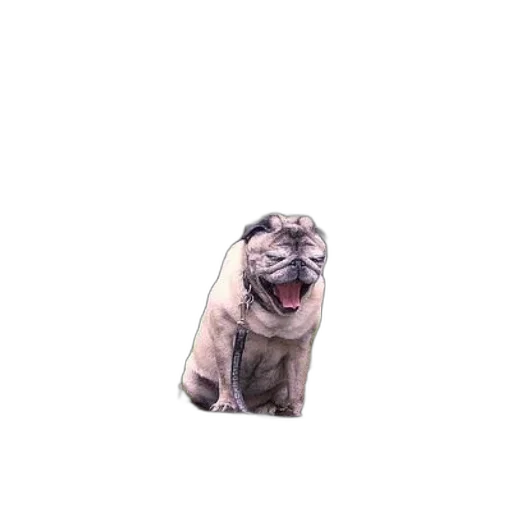 animal, creature, jacket, dress transparent PNG cut-out