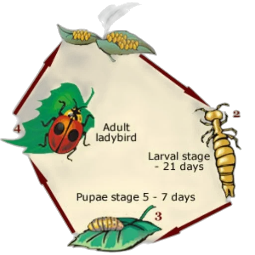 animal, concept art, diagram, illustrating transparent PNG cut-out