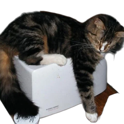 furniture, animal, hat, jewelry transparent PNG cut-out