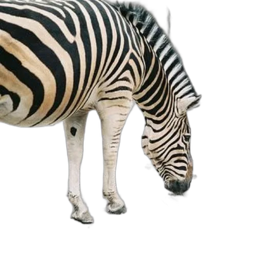 animal, creature, weapon, 3d render transparent PNG cut-out