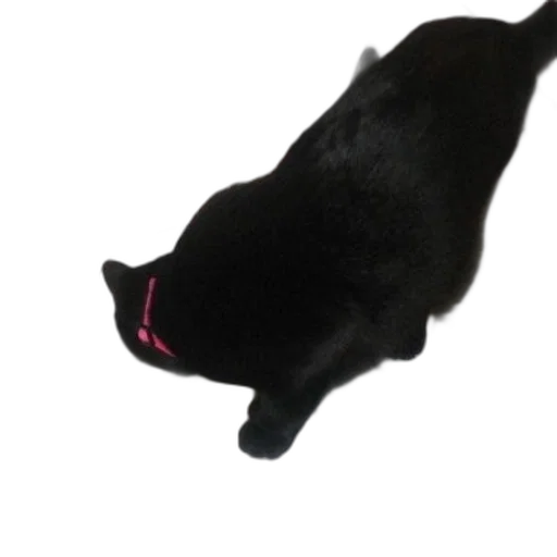 staff, animal, creature, hat transparent PNG cut-out