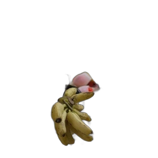 creature, animal, staff, food transparent PNG cut-out