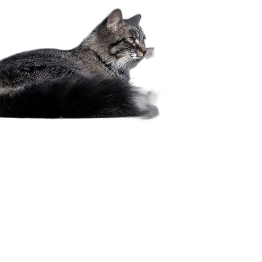 animal, creature, hat, hair transparent PNG cut-out