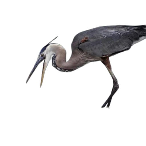 animal, creature, hair, staff transparent PNG cut-out