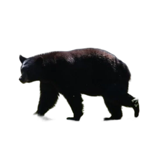 animal, creature, staff, food transparent PNG cut-out
