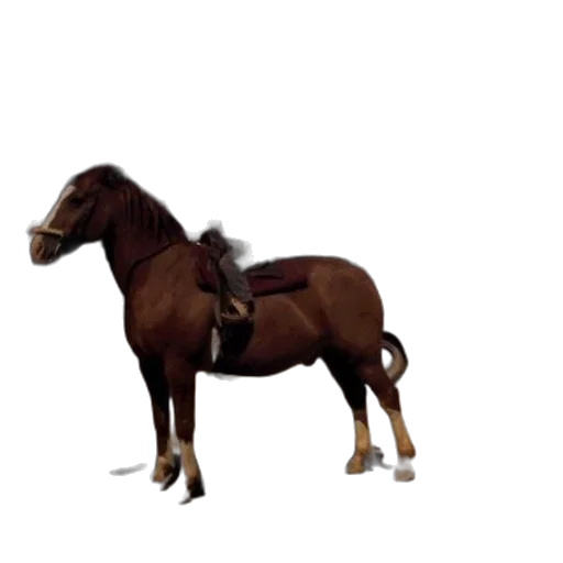 animal, furniture, creature, staff transparent PNG cut-out