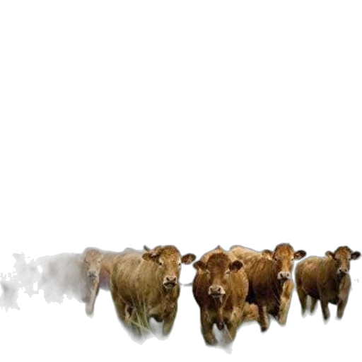 animal, hair, food, concept art transparent PNG cut-out