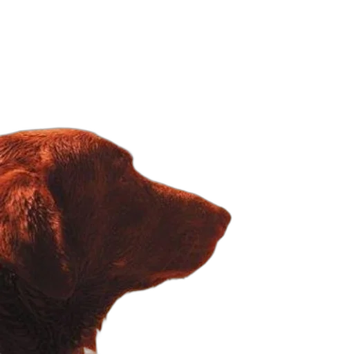 animal, staff, face, creature transparent PNG cut-out