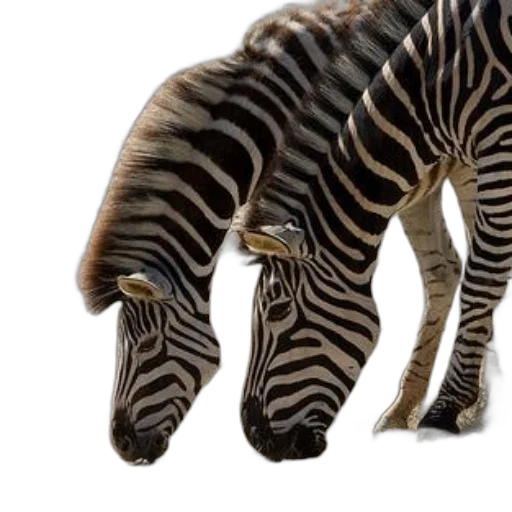 animal, creature, shoes, hair transparent PNG cut-out