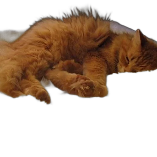 staff, animal, creature, photorealistic transparent PNG cut-out