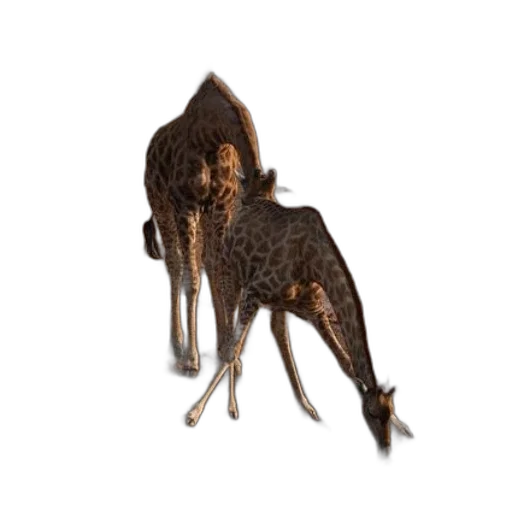 animal, creature, dragon, staff transparent PNG cut-out