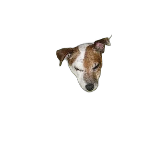 animal, staff, creature, face transparent PNG cut-out