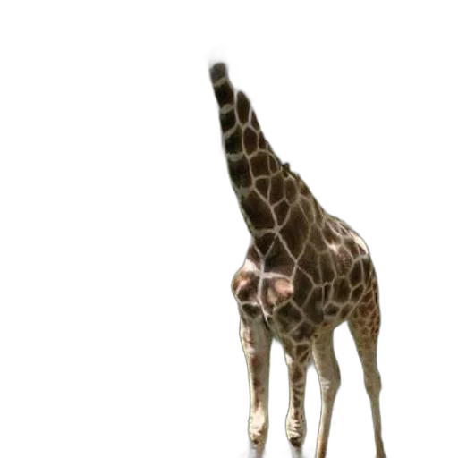 animal, creature, staff, hat transparent PNG cut-out