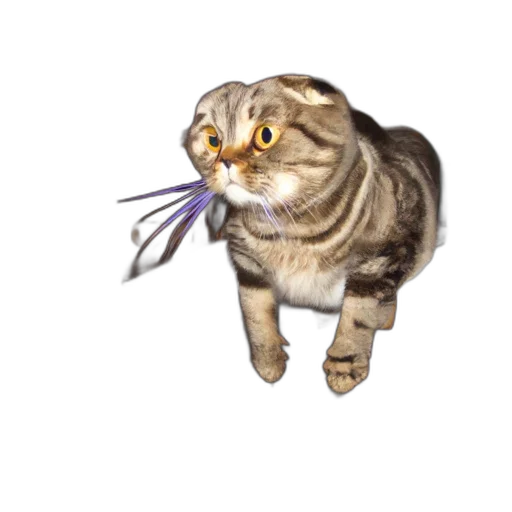 staff, animal, weapon, creature transparent PNG cut-out
