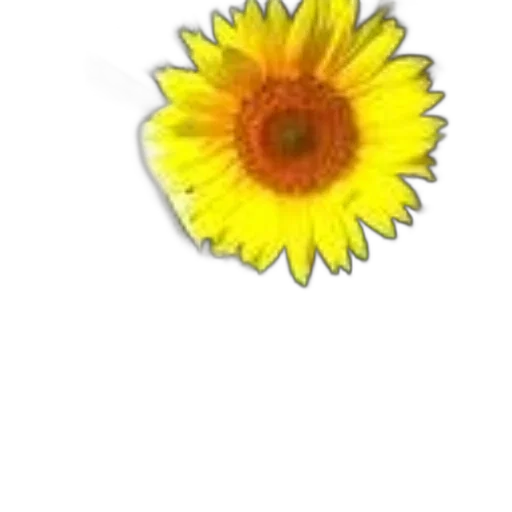 flower, crown, jewelry, staff transparent PNG cut-out