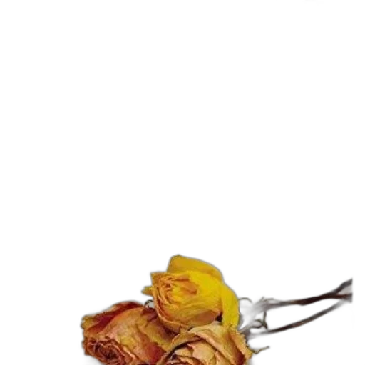 food, flower, crown, jewelry transparent PNG cut-out