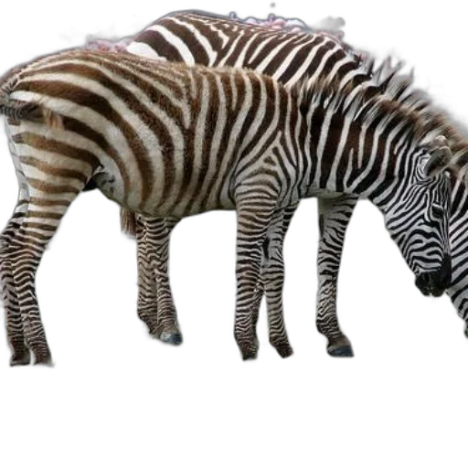 animal, creature, hat, weapon transparent PNG cut-out