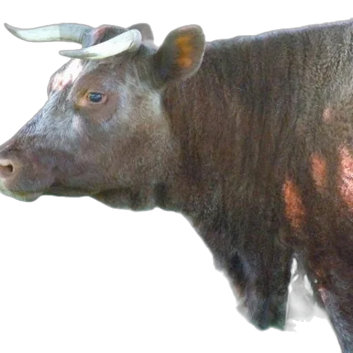 animal, creature, face, crown transparent PNG cut-out