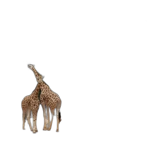 animal, creature, hat, shoes transparent PNG cut-out