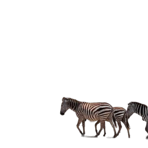 animal, furniture, creature, car transparent PNG cut-out