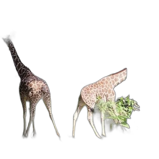 animal, creature, 3d render, concept art transparent PNG cut-out