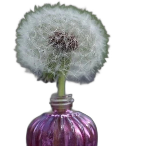 flower, bottle, hair, umbrella transparent PNG cut-out