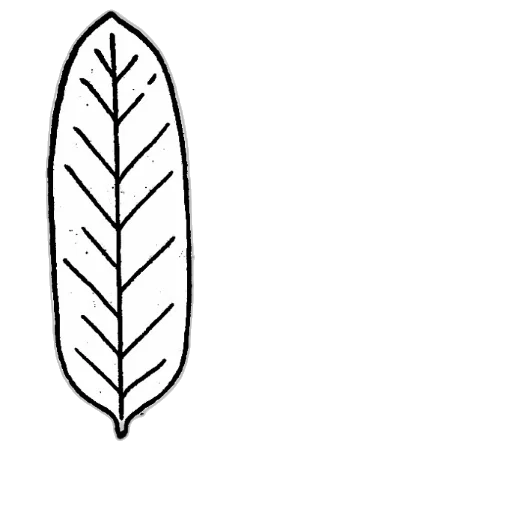 crown, jewelry, flower, hair transparent PNG cut-out