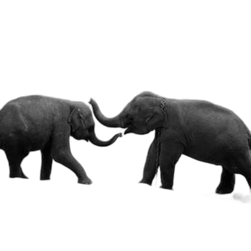 animal, concept art, photorealistic, 3d render transparent PNG cut-out