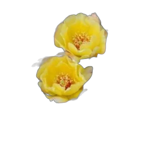 flower, jewelry, crown, food transparent PNG cut-out