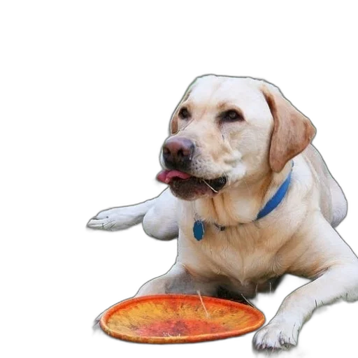 food, animal, creature, staff transparent PNG cut-out