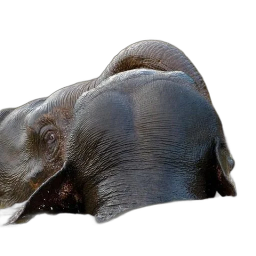 animal, creature, face, hat transparent PNG cut-out