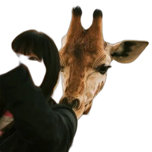 animal, mask, creature, staff transparent PNG cut-out