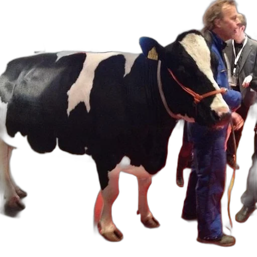 animal, black, white, cow transparent PNG cut-out
