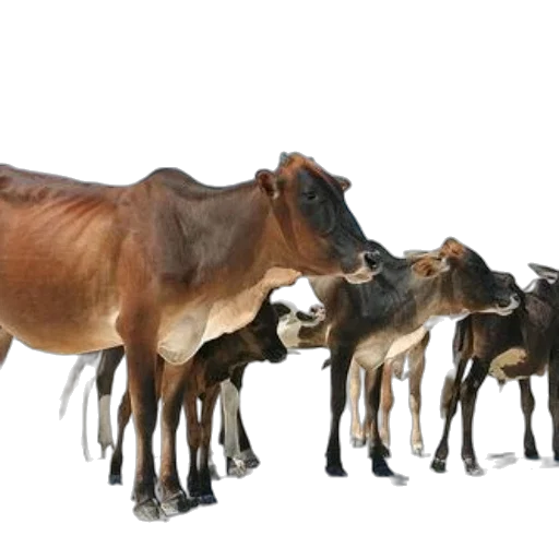 animal, food, photorealistic, group transparent PNG cut-out