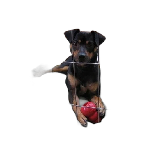 staff, animal, umbrella, creature transparent PNG cut-out