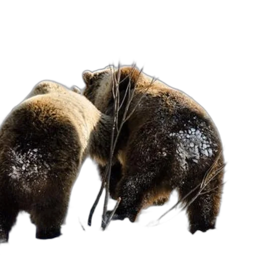 animal, two, grizzly, bears transparent PNG cut-out