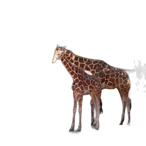 animal, creature, weapon, furniture transparent PNG cut-out