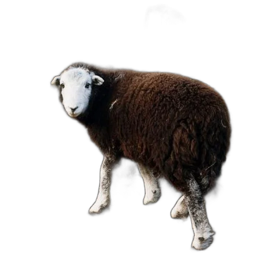 animal, creature, staff, face transparent PNG cut-out
