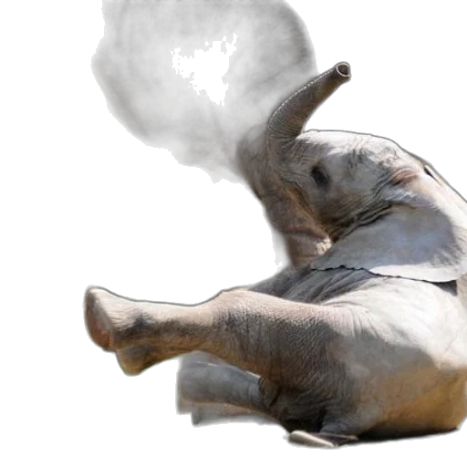 animal, creature, photorealistic, concept art transparent PNG cut-out