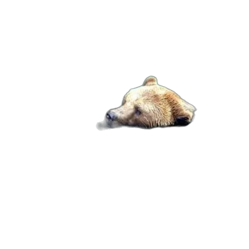 animal, creature, hat, hair transparent PNG cut-out
