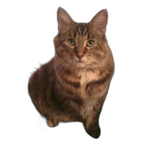 animal, staff, creature, face transparent PNG cut-out