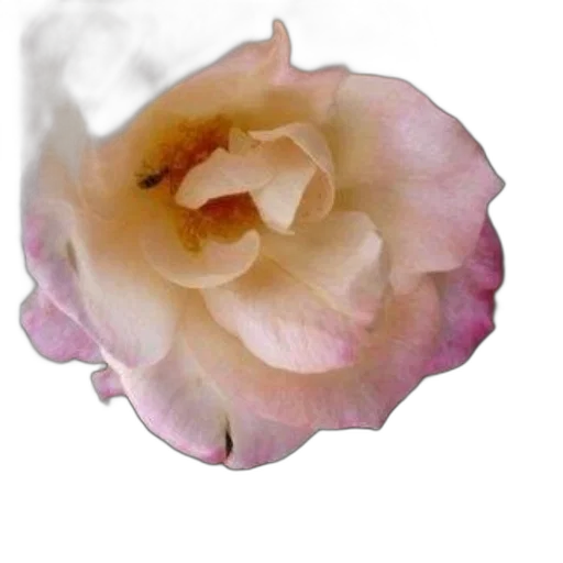 flower, crown, face, jewelry transparent PNG cut-out