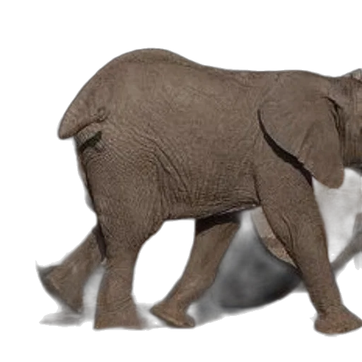 animal, creature, 3d render, photorealistic transparent PNG cut-out