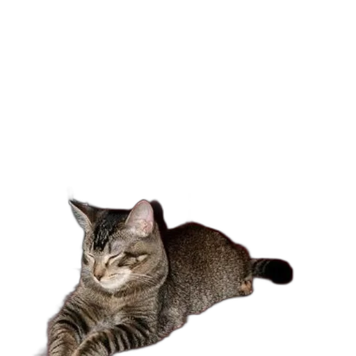 animal, staff, creature, furniture transparent PNG cut-out