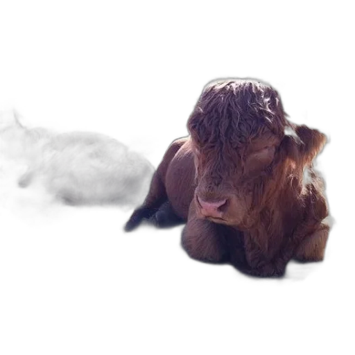 animal, hair, creature, hat transparent PNG cut-out