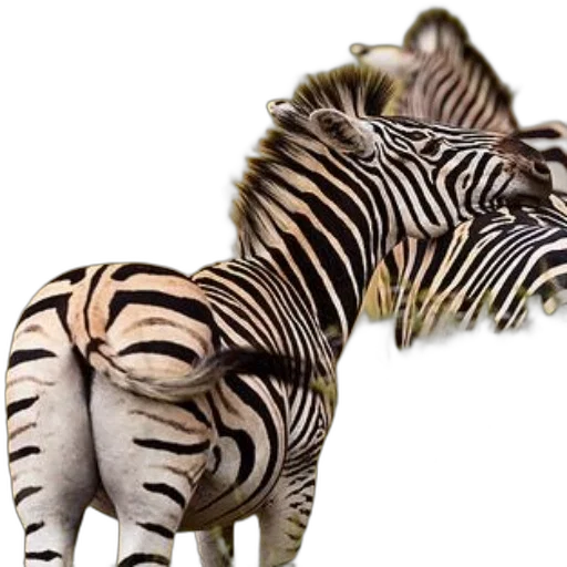 animal, creature, jewelry, staff transparent PNG cut-out
