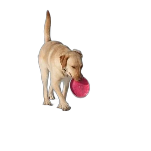 staff, animal, food, photorealistic transparent PNG cut-out